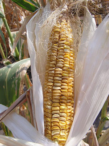 Unhusked mature ear on stalk shows straight rows of wrinkled, light yellow to white colored kernels.