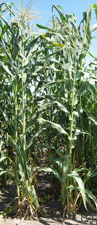 Two rows of tabloncillo stalks of average height, healthy leaves, and no visible stalks