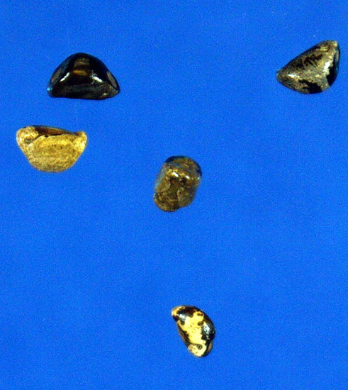 Several seeds, showing a hard covering that is marbled yellow and dark brown or black.
