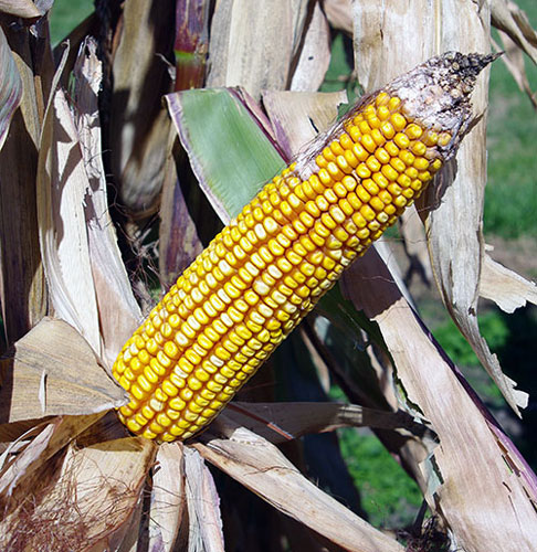 Unhusked mature ear on stalk shows straight rows of highly dented dark yellow-orange kernels.