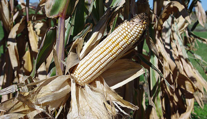 Unhusked ear on stalk shows dented, white kernels that are lighter than the mature, tan-white husks.