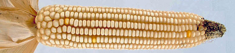 Close-up of unhusked ear shows slightly dented white kernels in straight rows 