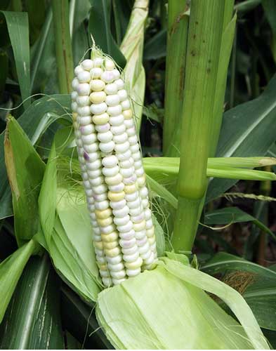 Close-up of unhusked ear on stalk, showing large, undented kernels mostly white with a few kernels distributed that are starting to turn very light yellow.