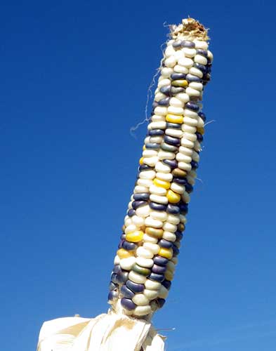 Mature ear still on the stalk, but with the husk peeled all the way down to show its fully grown kernels are larger and more squished together, and kernels are mostly white to very light yellow with sporadic black-purple and darker yellow.
