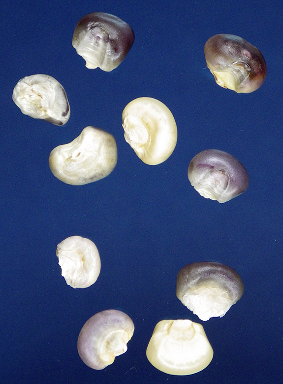 Several kernels, all undented and a shorter, rounder shape