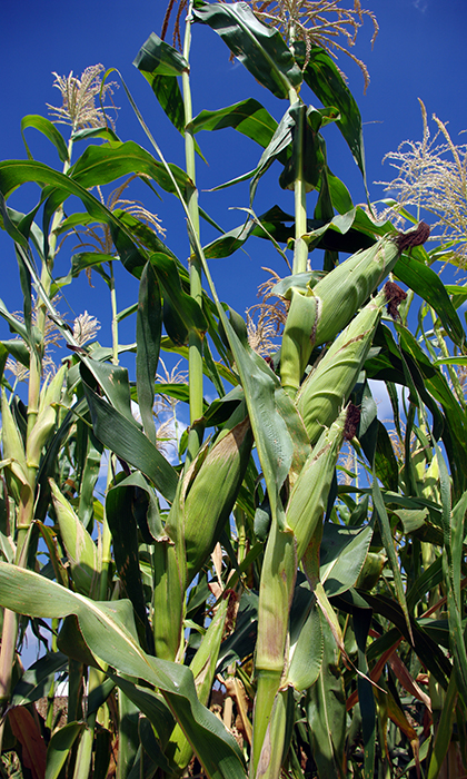 Stalk in a field shows green leaves and tan top tassels, and ears with brown silks but not yet fully matured