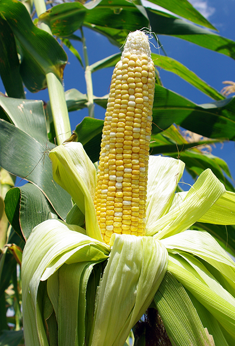 Unhusked young ear on the stalk, showing small yellow and white kernels 
