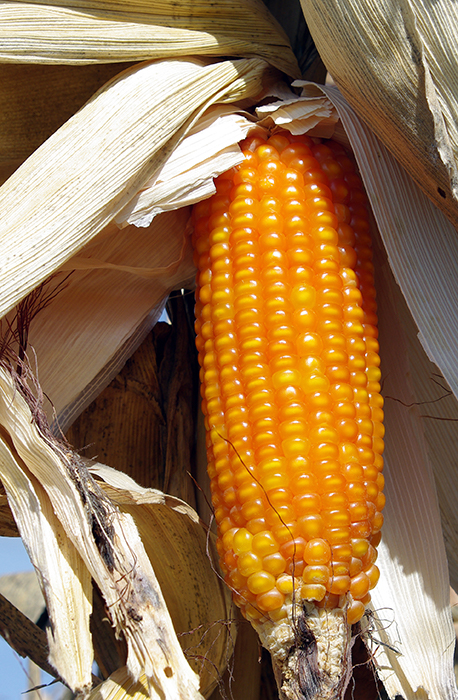 Mature ear unhusked but still on stalk. Stalk is brittle light tan, and kernels are dark golden-red and plump