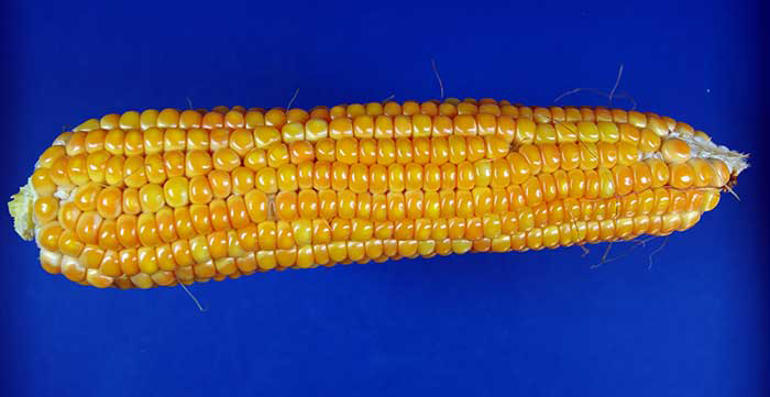 Close-up of unhusked mature ear, showing dark golden-orange kernels