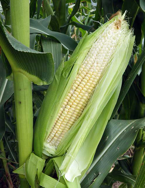 Immature ear partially husked, still on the stalk, shows small, undented white kernels just starting to turn light yellow.