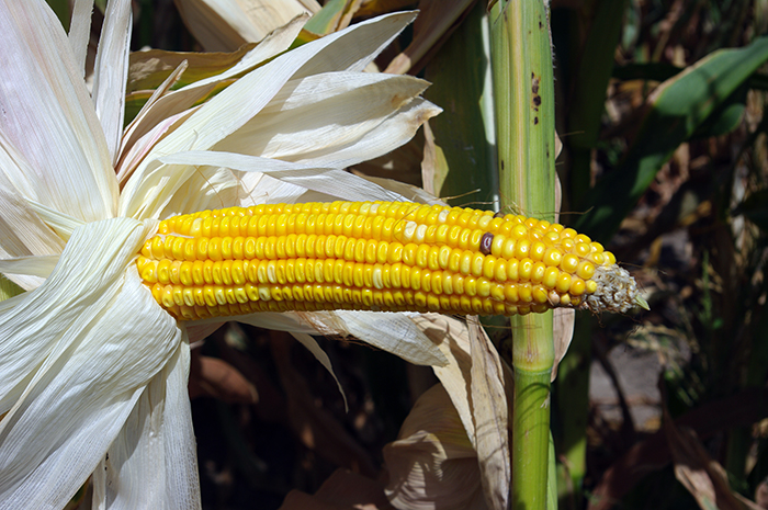 A mature ear unhusked on the stalk, showing straight rows of dented yellow kernels