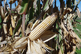 white dent corn