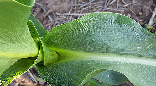 Top view of a leaf where it joins the stalk, which highlights the crinkled edges get more pronounced at the junction.