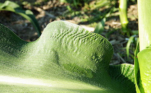 Close-up of the edge shows the crinkled edges and folds lining the upper part of the leaf.