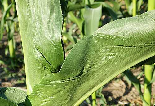 Close-up of the folds on the underside of a leaf where it meets the stalk.