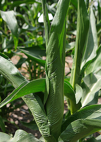 Farther back view of leaves flanking both sides of a stalk, and crinkled folds cover all the leaf surfaces.