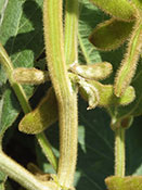 MU Gene Zoos and Crop Gardens - Soybean glabrous pubescence